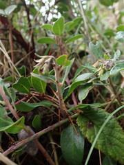 Arctostaphylos × media
