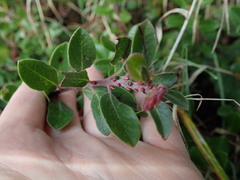 Arctostaphylos × media