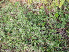 Arctostaphylos × media