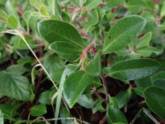 Arctostaphylos × media
