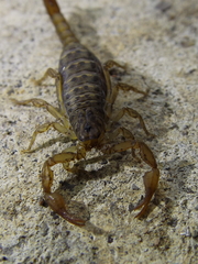 Vaejovis tenamaztlei