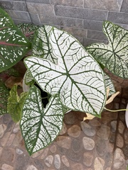 Caladium bicolor