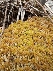 Sphagnum affine