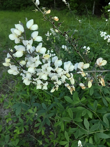 Image of Baptisia albescens by (c) Rebecca Gimenez Husted, some rights reserved (CC BY)