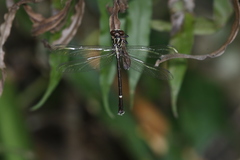 Heliogomphus scorpio