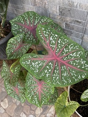 Caladium bicolor