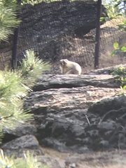 Marmota flaviventris