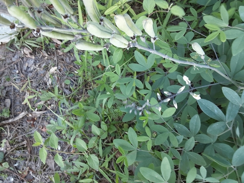 Image of Baptisia albescens by (c) Rebecca Gimenez Husted, some rights reserved (CC BY)