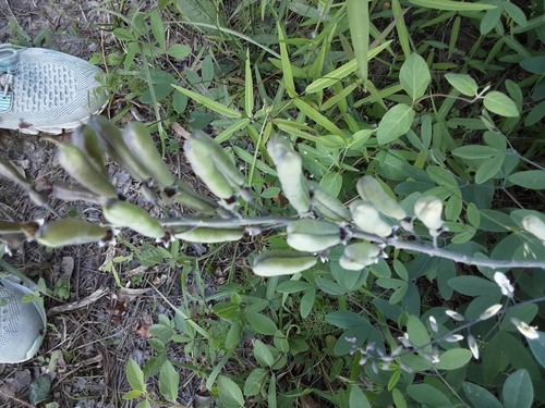 Image of Baptisia albescens by (c) Rebecca Gimenez Husted, some rights reserved (CC BY)