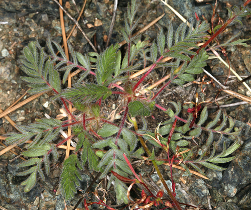 Potentilla daucifolia
