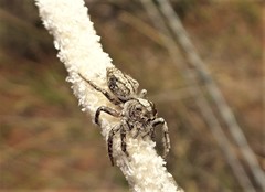 Cytaea alburna