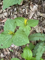 Trillium luteum