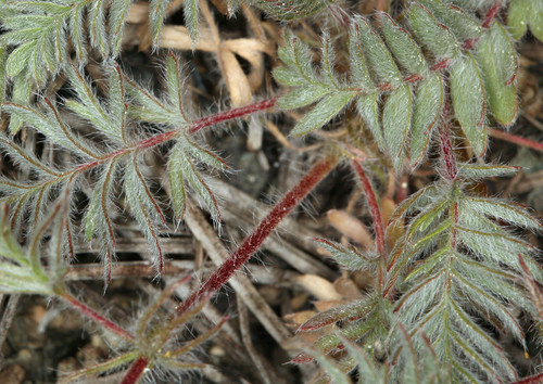 Potentilla daucifolia, photograph 1