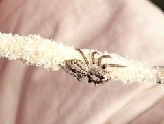 Cytaea alburna