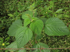Laportea aestuans