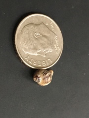 Acanthinucella spirata