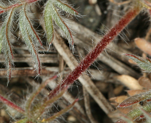 Potentilla daucifolia, photograph 2