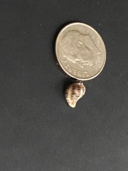 Acanthinucella spirata