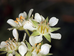 Potentilla daucifolia, photograph Steve Matson, CC BY, iNaturalist via GBIF