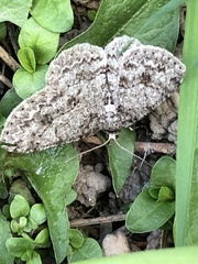 Melanolophia imitata