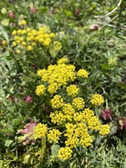 Lomatium martindalei