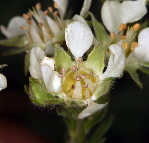 Potentilla daucifolia, photograph 5