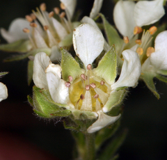 Potentilla daucifolia, photograph Steve Matson, CC BY, iNaturalist via GBIF