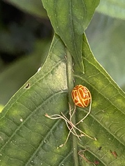 Neocalvia anastomozans