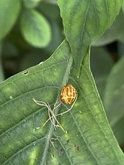 Neocalvia anastomozans