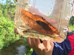 Osteochilus waandersii