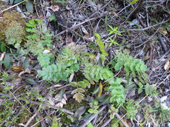 Gingidia montana
