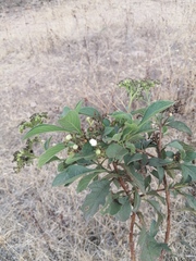 Tournefortia hartwegiana