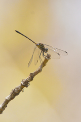 Dythemis sterilis