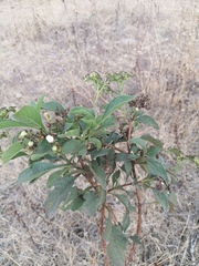 Tournefortia hartwegiana