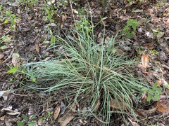 Andropogon cretaceus