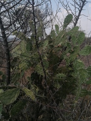Opuntia pubescens
