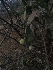 Opuntia pubescens