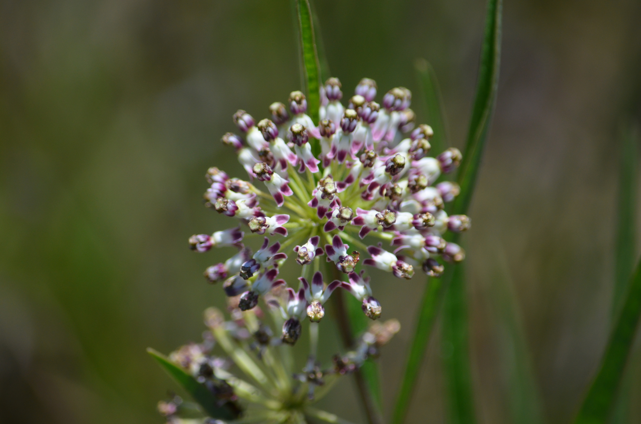 Asclepias longifolia