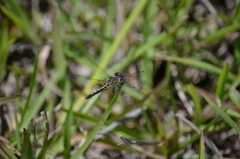 Celithemis ornata