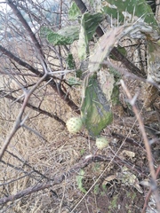 Opuntia pubescens