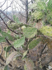 Opuntia pubescens