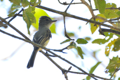 Ramphotrigon flammulatum