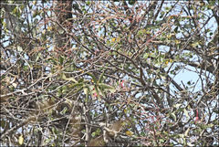 Plicosepalus amplexicaulis