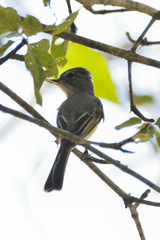 Ramphotrigon flammulatum