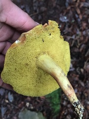 Boletus subtomentosus image
