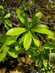 Ardisia revoluta