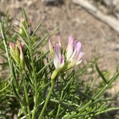 Astragalus tetrapterus