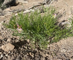 Astragalus tetrapterus