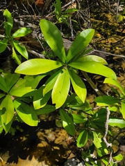 Ardisia revoluta