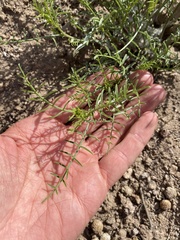 Astragalus tetrapterus